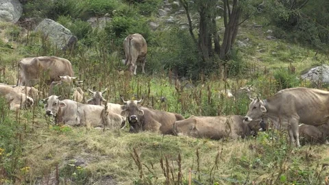 Brown Alpine cow Stock Footage 259303390
