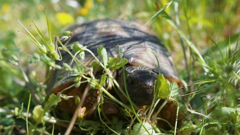 Brown and beige turtle walks through green grass on ground, extreme close Stock Footage 129394537