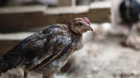 Brown and black chicks in the yard Stock Footage 221836309