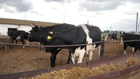 Brown and black cows eat hay in the barn. A modern farm barn with cows feeding Stock Footage 171237502