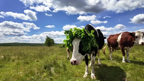 Brown and black cows feeding in a grassy rural meadow on a sunny day. Stock Footage 342319822