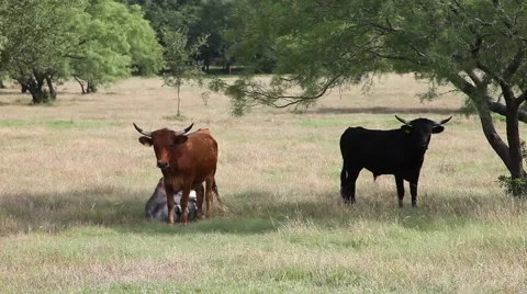 Brown and black cows in a field. Stockbeeldmateriaal 64085284