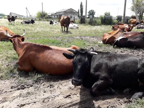 Brown and black cows graze in the meadow Stock Photos