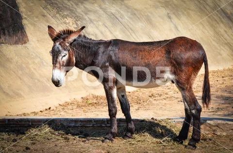 Brown and black donkey standing eat graze in the donkey and horse farm mammal Stock Photos