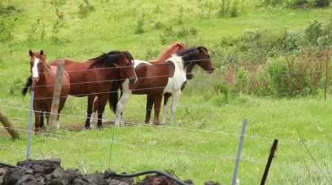 Brown and Black Horses Stock-Footage 44971150