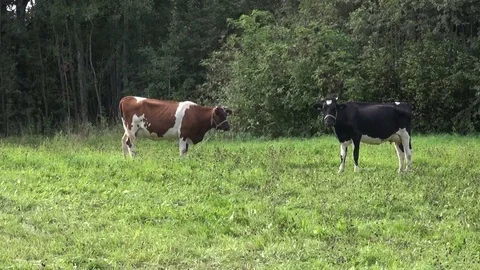 Brown and black spotted cows in the field Stock Footage
