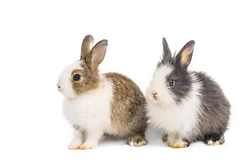 Brown and black two rabbits animal small bunnies easter is sitting and funn.. Stock Photos