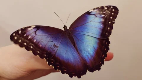 Brown and blue Morpho Peleides butterfly sitting on female hand opening wings Stock Footage 303889591