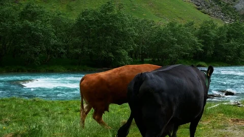Brown and brown cows walking away from camera near a fast flowing blue river Stock Footage 120076025