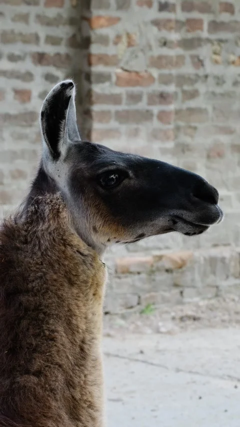 Brown and dark faced llama stands in profile near a textured brick wall inside Stock Footage 341961634