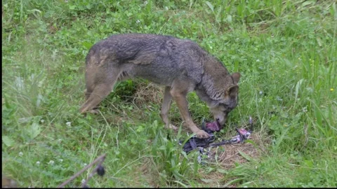 A brown and gray Iberian wolf  devouring a bird in a grassland Stock Footage 282579173