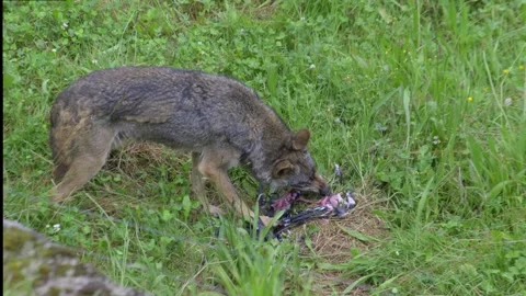 A brown and gray Iberian wolf  devouring a bird in a grassland Stock Footage 282579192