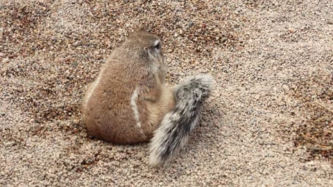 Brown and gray striped ground squirrel sits on sandy ground Stock Footage 344557258