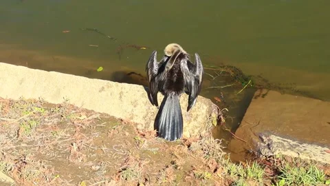 A brown and gray water bird spreading its wings Stock Footage 143306161