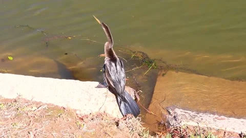A brown and gray water bird shaking off wings Stock Footage 143306162