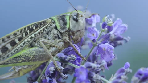 Brown and green grasshopper sitting on purple lavender flowers and washes face Stock Footage 341295237