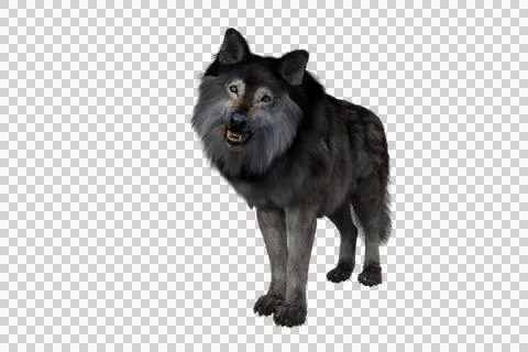 Brown and grey Dire Wolf growling. 3d illustration isolated on transparent ba Stock Illustration