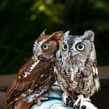 Brown and Grey Eastern Screech Owl on Tether Stock Photos