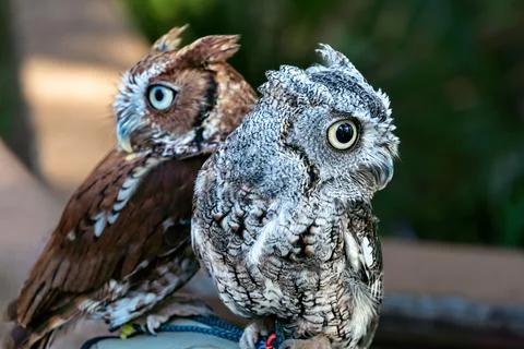 Brown and Grey Eastern Screech Owl Looking Different Directions Stock Photos