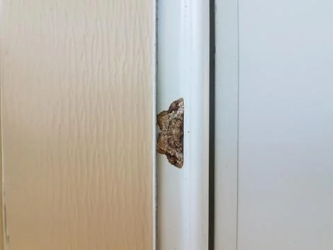 Brown and grey moth insect with wings on white house siding Stock Photos