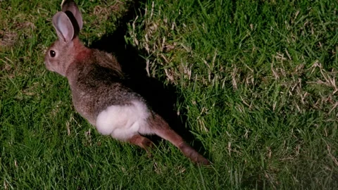 Brown and grey rabbit cared away in Slow Motion 1000fps over grass patch 스톡 동영상 151631949