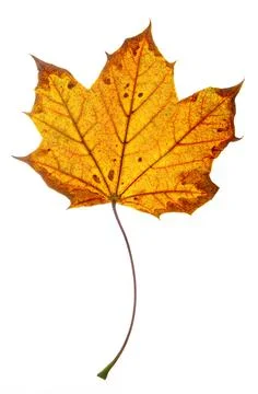 Brown and orange maple leaf Stock Photos