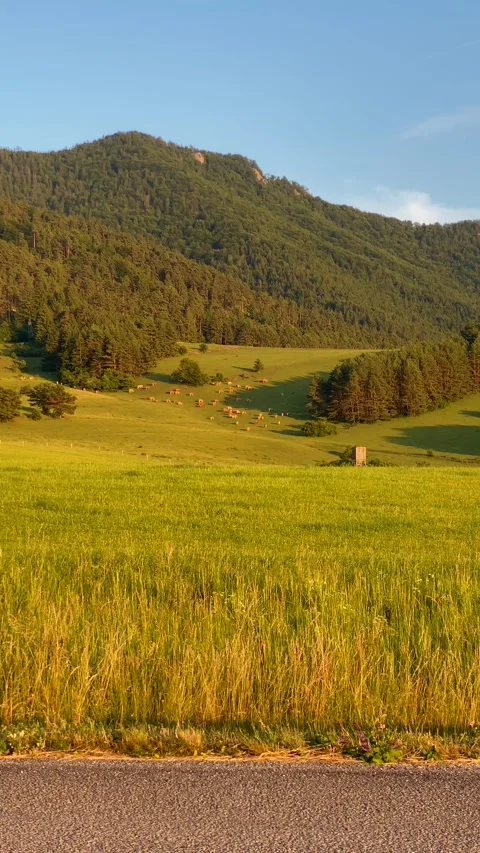 Brown and reddish cows grazing in green mountain valley, vertical view of h.. Stock Footage 313558312