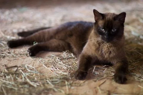 Brown and Tan Cat Full Body Stock Photos