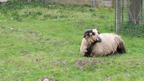 Brown and tan ram with distinctive curved horns Vídeos de archivo 332137214