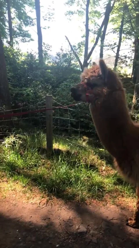 Brown and white alpacas walked on a tour Stock Footage 124391002