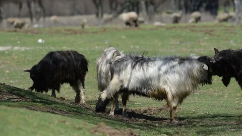 Brown and white billy goat with long fur and horns in sun flare Video stock 88320555