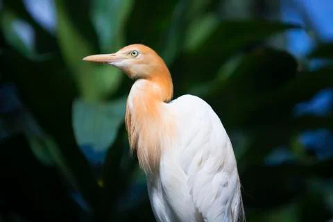 Brown and white bird on tree  Stock Photos