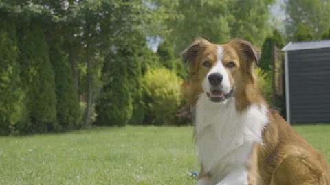 Brown and white border collie dog sitting and lying on green grass backyard lawn Stock Footage 312593052