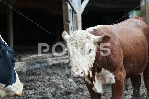 Brown and White Bull in a muddy pen Stock Photos