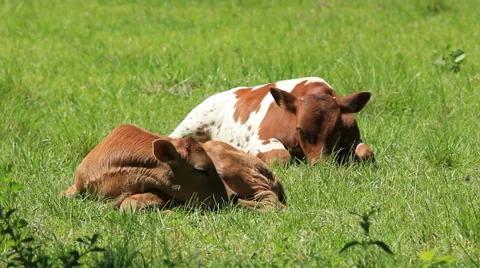 Brown and white calf Stock Footage 43245717