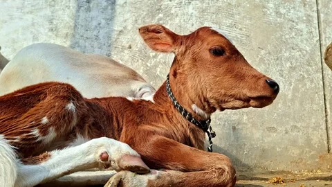 Brown And White Calf Resting On Rural Ground 库存影片 337442010