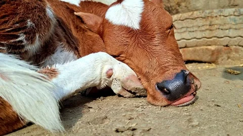 Brown And White Calf Sleeping On Dirt Floor Vídeo Stock 337380992