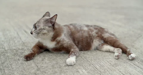 Brown and white cat lying on the floor and look something. Stock Footage 289559212