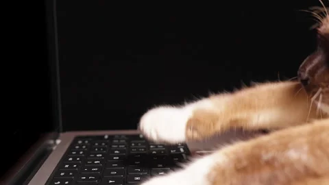 Brown And White Cat Paws Press Laptop Keyboard Keys in Close Up, Playful Pet And Stock Footage 341975543