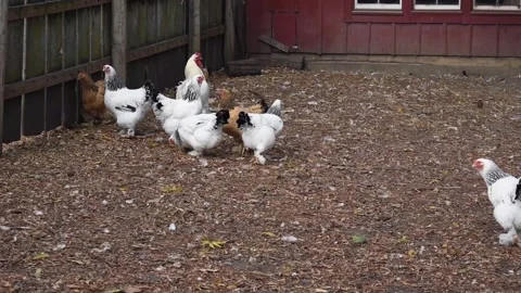 Brown and White Chickens Outside Stock Footage 321747768