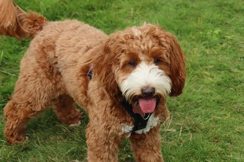 A brown and white cockapoo waits on the grass with her tongue out Stock-Fotos