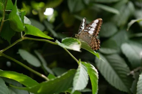 Brown and white colored Graphium Agamemnon butterfly Stock Photos