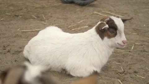 A brown and white cow lying on top of a dirt field Stock Footage 155397765