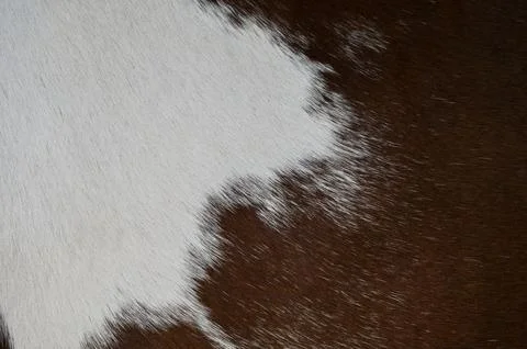 Brown and white cowhide pattern texture close-up Stock Photos