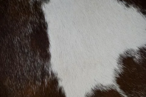 Brown and white cowhide pattern texture close-up Stock Photos