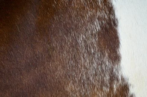 Brown and white cowhide pattern texture close-up Stock Photos