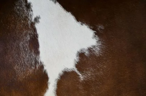 Brown and white cowhide pattern texture close-up Stock Photos