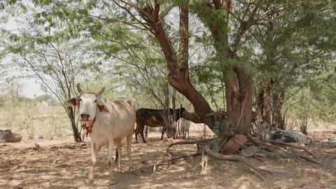 Brown and white cows cattle standing under the big tree on the field Stock Footage 284440956