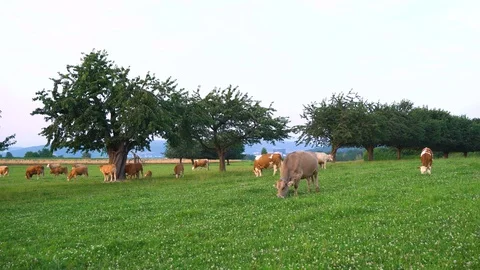 Brown and White Cows Eating Grass on Rural Countryside Meadow in Switzerland Stock Footage 96847647