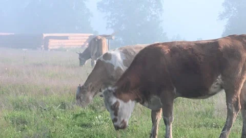 Brown and white cows feed on lush green grass in a misty rural field Vídeos de archivo 286349265